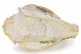 Pristine Fossil Oreodont (Merycoidodon) Skull - South Dakota #269604-5